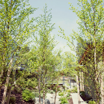 Dry Creek Bed with Granite Boulders and River Birch
