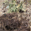 Vincas are Dying