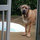 cheri_henry