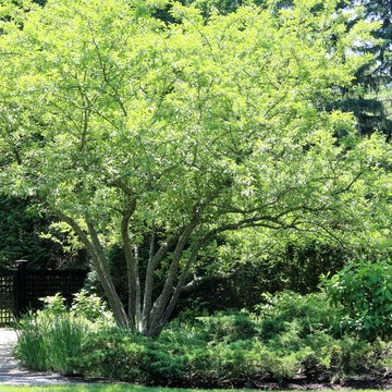 Residential Landscape Maintenance