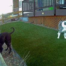 Dog run