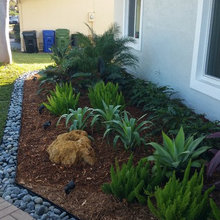 Shade-loving Succulent Gardens