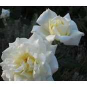 Marg Ptolemy's photo