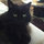 cats_purr