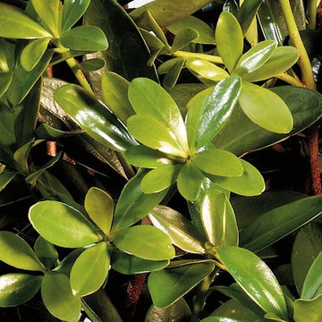 Bigfoot™ Cleyera Cleyera japonica 'Sotall' PP#13680