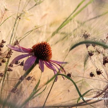 My international award-winning photos