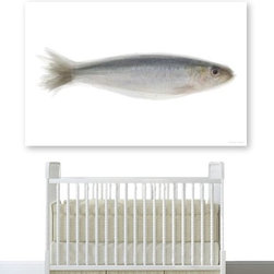 Sardine Artwork - Fine Art Prints
