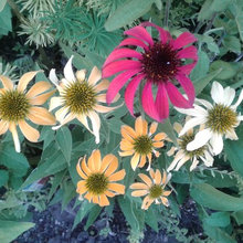 Seed and Plant List