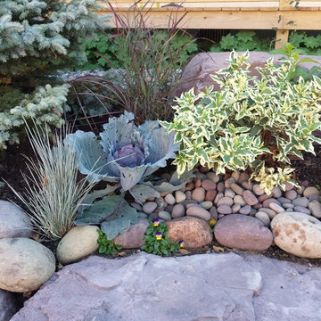 Country Restaurant - Cool Splash Shrub Honeysuckle and Purple Cabbage