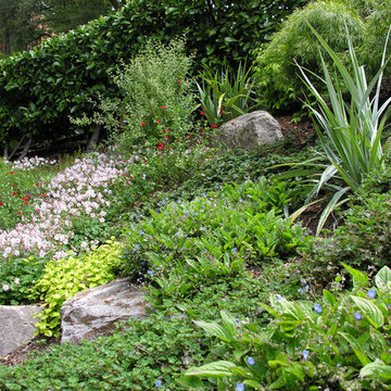 Hillside Deer Resistant Planting - Oakland Hills Front Yard