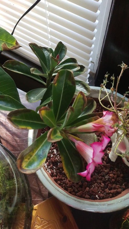 Help! My desert rose leaves turning brow