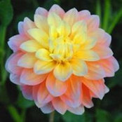 Jessica Orick's photo
