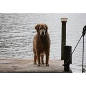 Al Belanger's photo