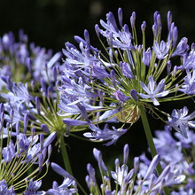 BEAUTIFUL COLOR, EVEN IF VERY COMMON PLANT