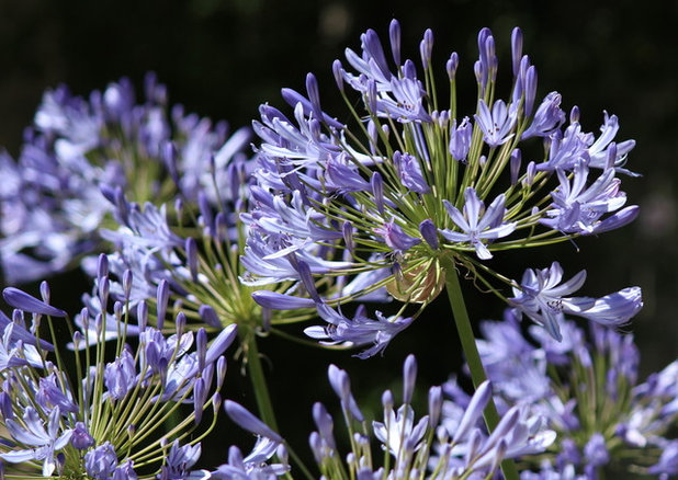 8 Plants That Plant Snobs Love to Hate -- But Really Are Worth Growing