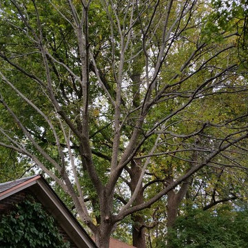 Tree Trimming & Removal