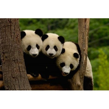 Three Giant Panda Bears Print