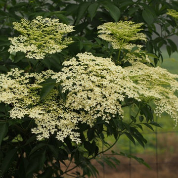 American Elderberry in Bloom