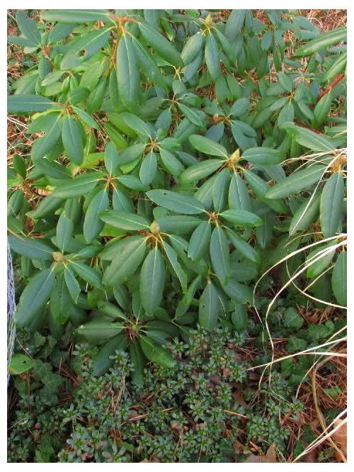 Cold and Rhododendron leaves curling