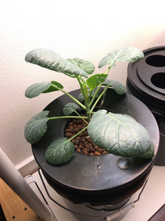 real palm plants Majesty Palm for Sale