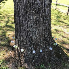 David's Tree Service