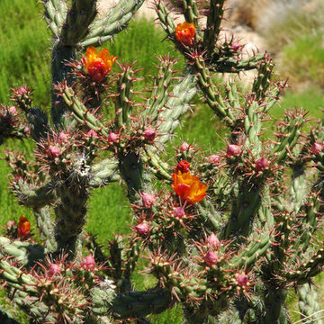 Cactus Flowers