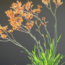 garden ideas