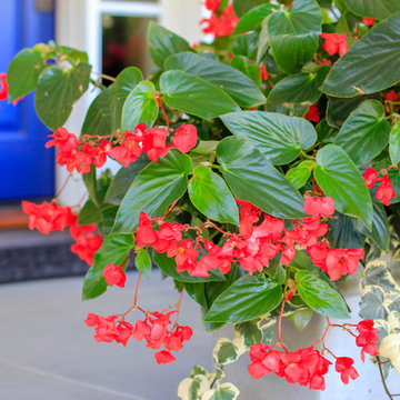 Planters