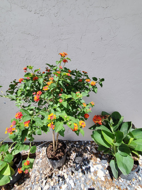 Zone 10b Planter bed design help lantana,canna good idea?