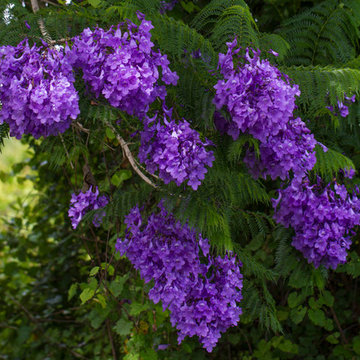Jacaranda In Bloom