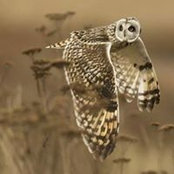 Flora De Benedictis's photo