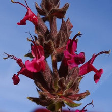 Beckie's Garden--Natives