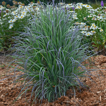 Perenniels for 2021 Planting