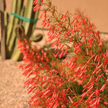 Eagles Nest Desert Landscape