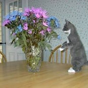 Cheryl McBride's photo
