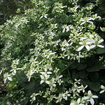 Clematis in flower