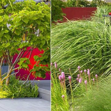 Komorniki | Sea of ornamental grasses | multi-stem catalpa