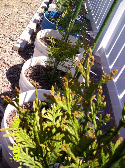 Thuja Green Giant; Water and Sun for babies