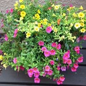 Sherry Hamaker's photo