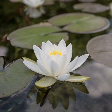 Schwimmteich Natur Pur