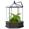 Six Sided Glass Terrarium, Wardian Case Plant Container