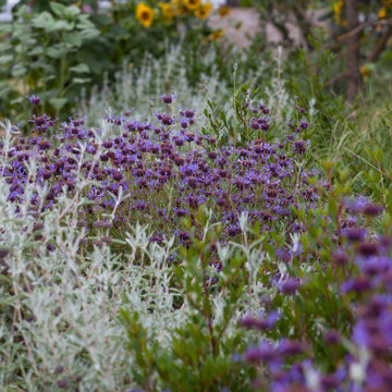Resilient Landscapes with California Native Plants