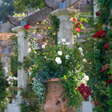 Pergola