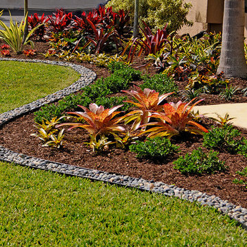 Colorful Bromeliad Garden