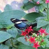 Carolyn Hendrix Wall's photo