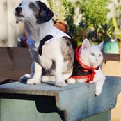 Anne Bonino's photo