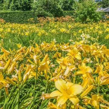 Blooming Daylilies at Cape Cod Cottage, Chatham, MA