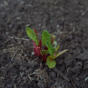 My Houzz: Backyard Farming for a Kansas City Family