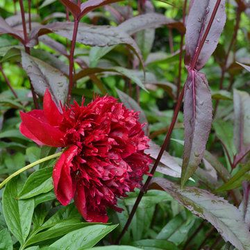 Complementary Front Garden