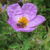 Gigi Banfield's photo